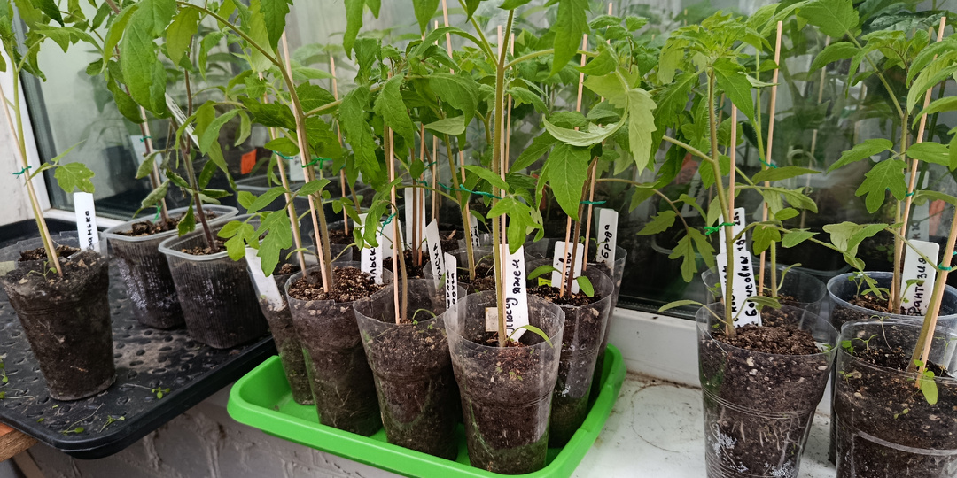 Моя рассада 🌱 томатов на 19 апреля, первый раз подкормила магнием