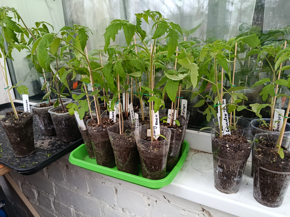 Дата фото 19 апреля