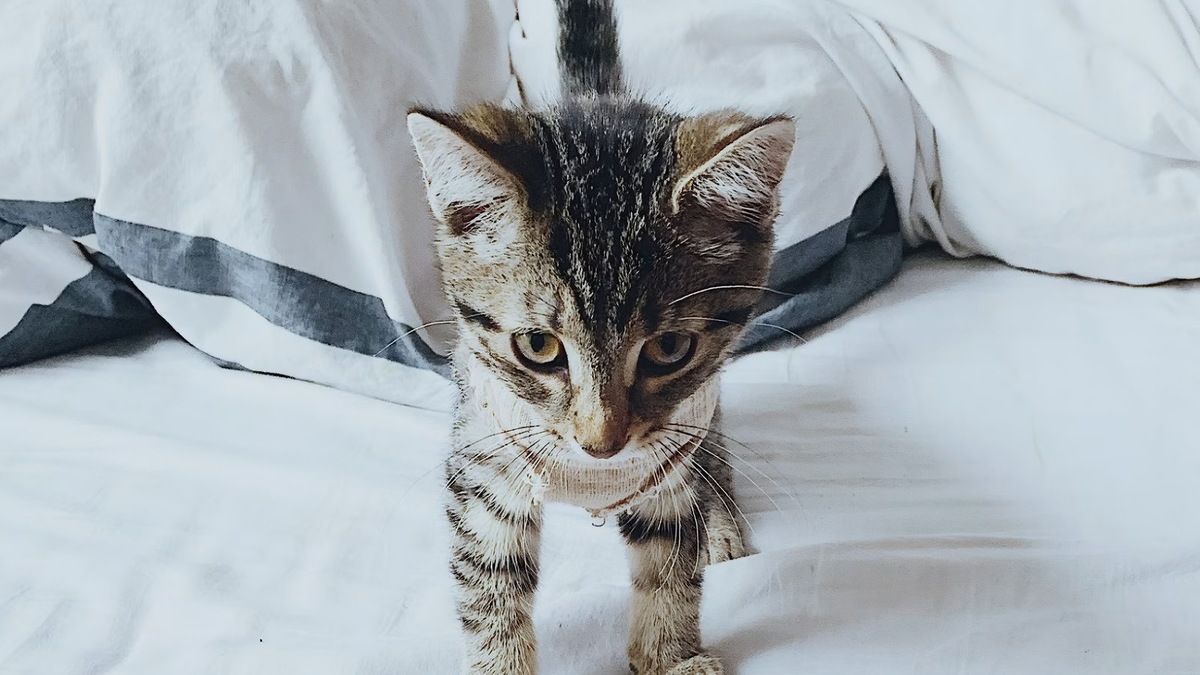    Даже маленькие питомцы могут проявлять удивительную бдительность