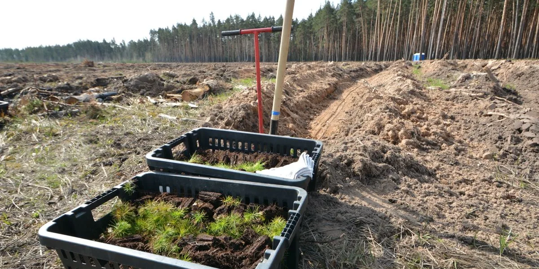 Воронежские депутаты и волонтеры высадили более 15 тысяч сосен в рамках акции «Сад памяти»