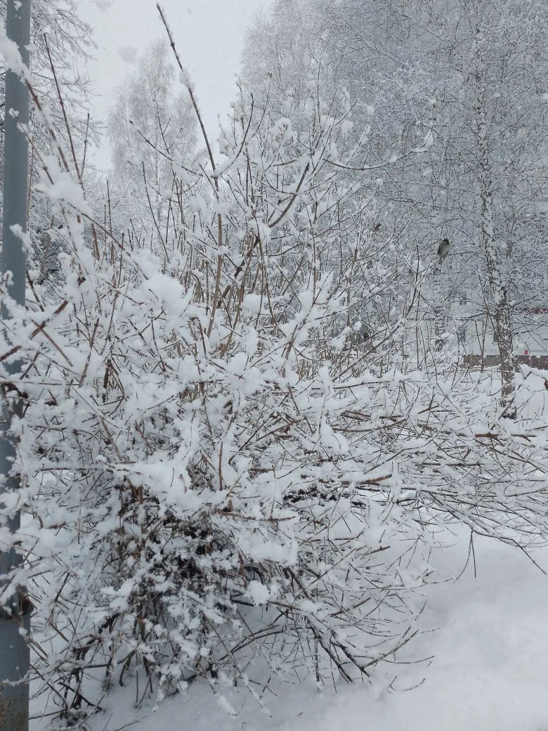 Фото мужа автора. Они сегодня с сыном бродили под снегопадом. Листайте галерею.