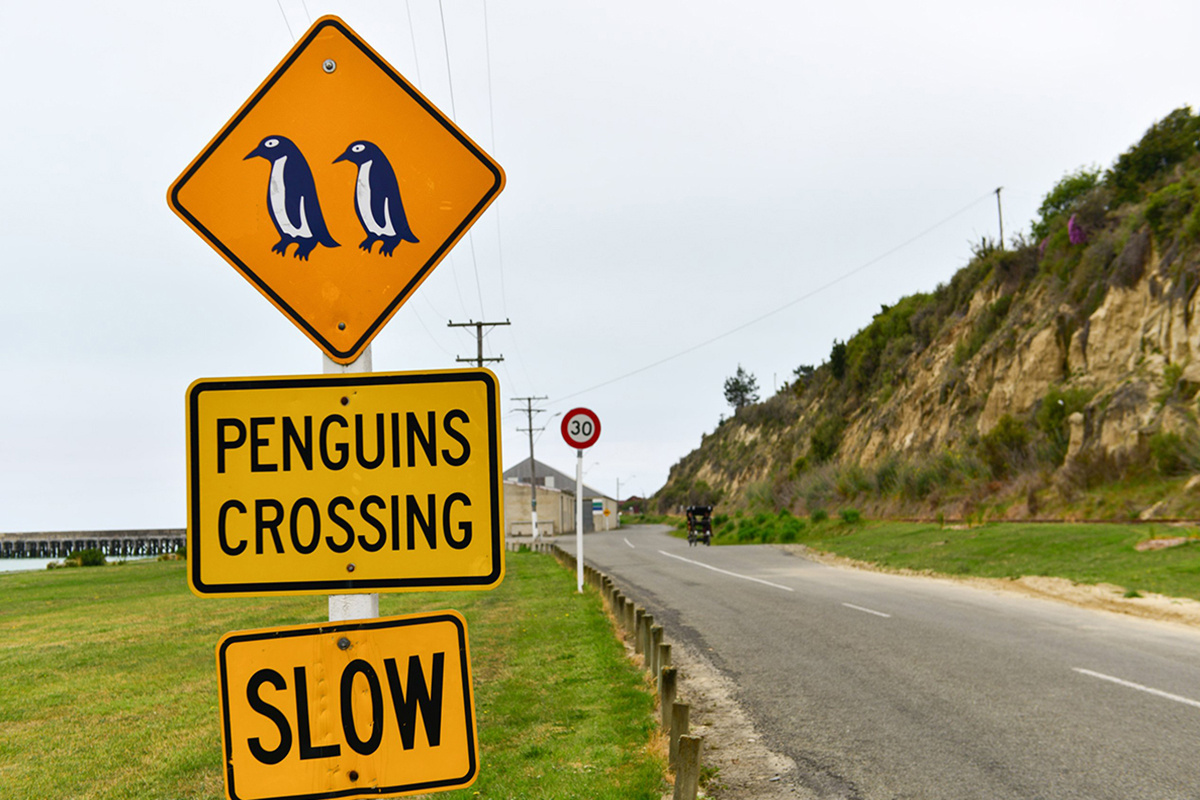    Дорожный знак «Пингвины на дороге». Фото visabureau.com