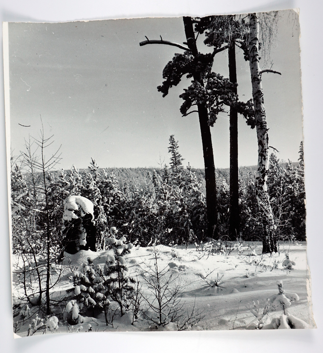 Зимняя Тайга. / Братский городской объединённый музей истории освоения Ангары / goskatalog.ru