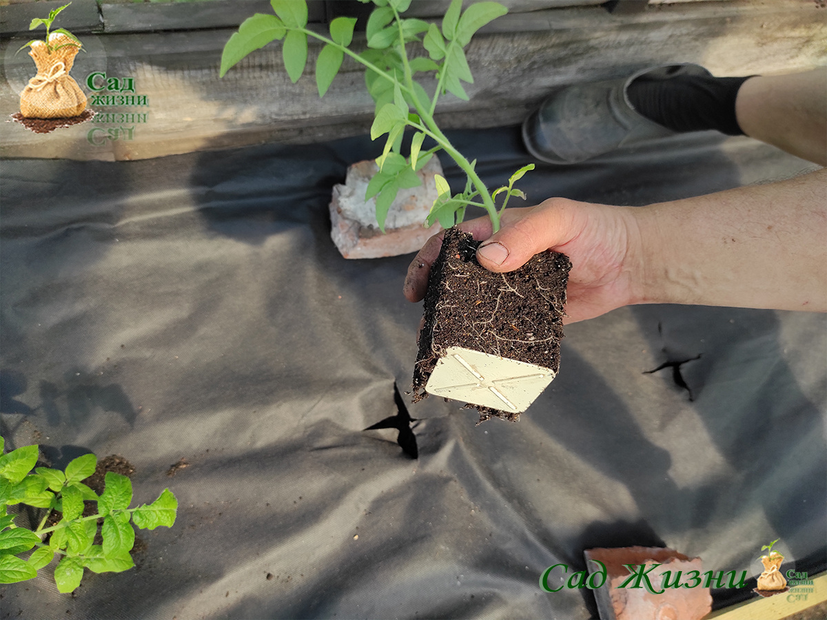 Рассада томатов в теплице — здесь легко перегреть, даже если «на улице прохладно»