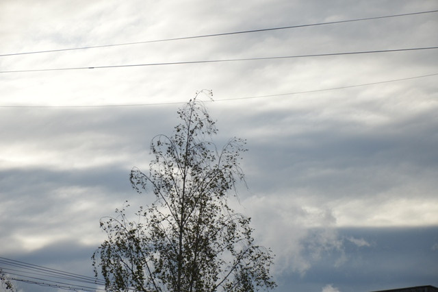 В МЧС экстренно предупредили смолян об усилении северного ветра в ближайшие часы