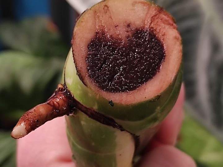 Монстера не справилась