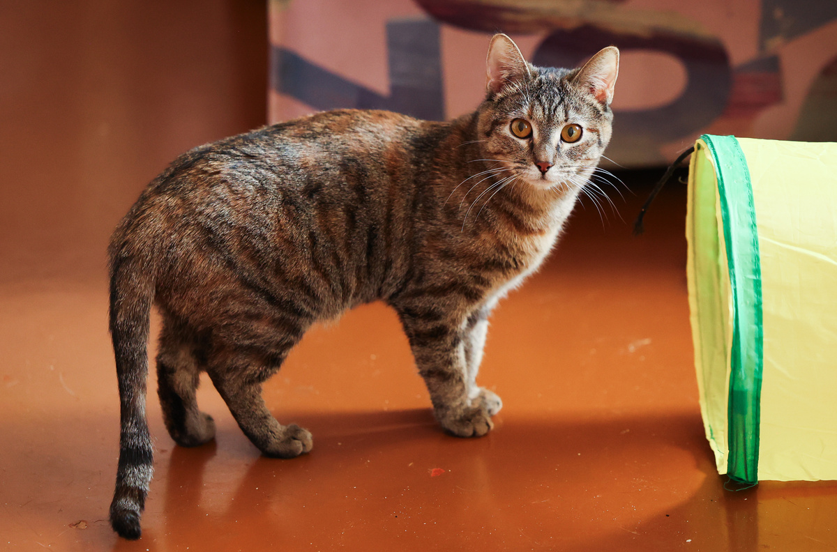 Лиса ждёт своего человека. Узнать больше +7 903 266-04-05, Раиса