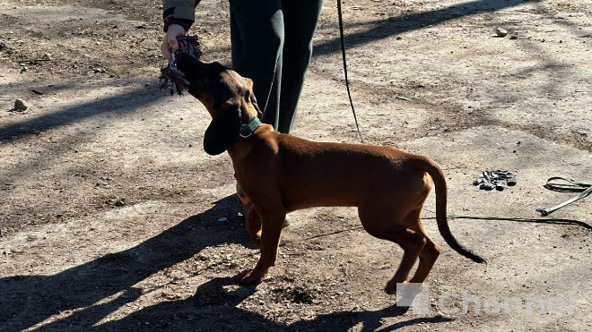 Собачий экзамен: «Экстремум» проводит отбор собак для обучения на спасателей