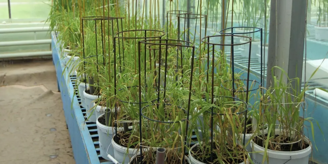 Облучение семян увеличило урожайность пшеницы и снизило поражение гнилью