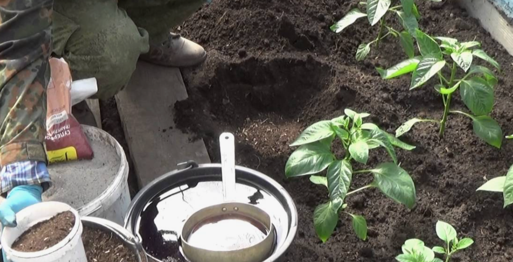 Посадка рассады перца в теплицу