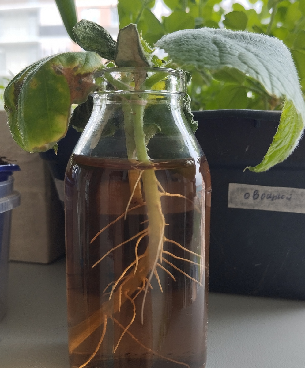 Фото автора статьи: Ворошиловой М. В. 03.04.2025 г. Из-за некачественного грунта в 2025 г. много рассады пострадало от "чёрной ножки". Была прям массовая гибель рассады. Некоторым, особо ценным, растениям удалось нарастить корни заново.