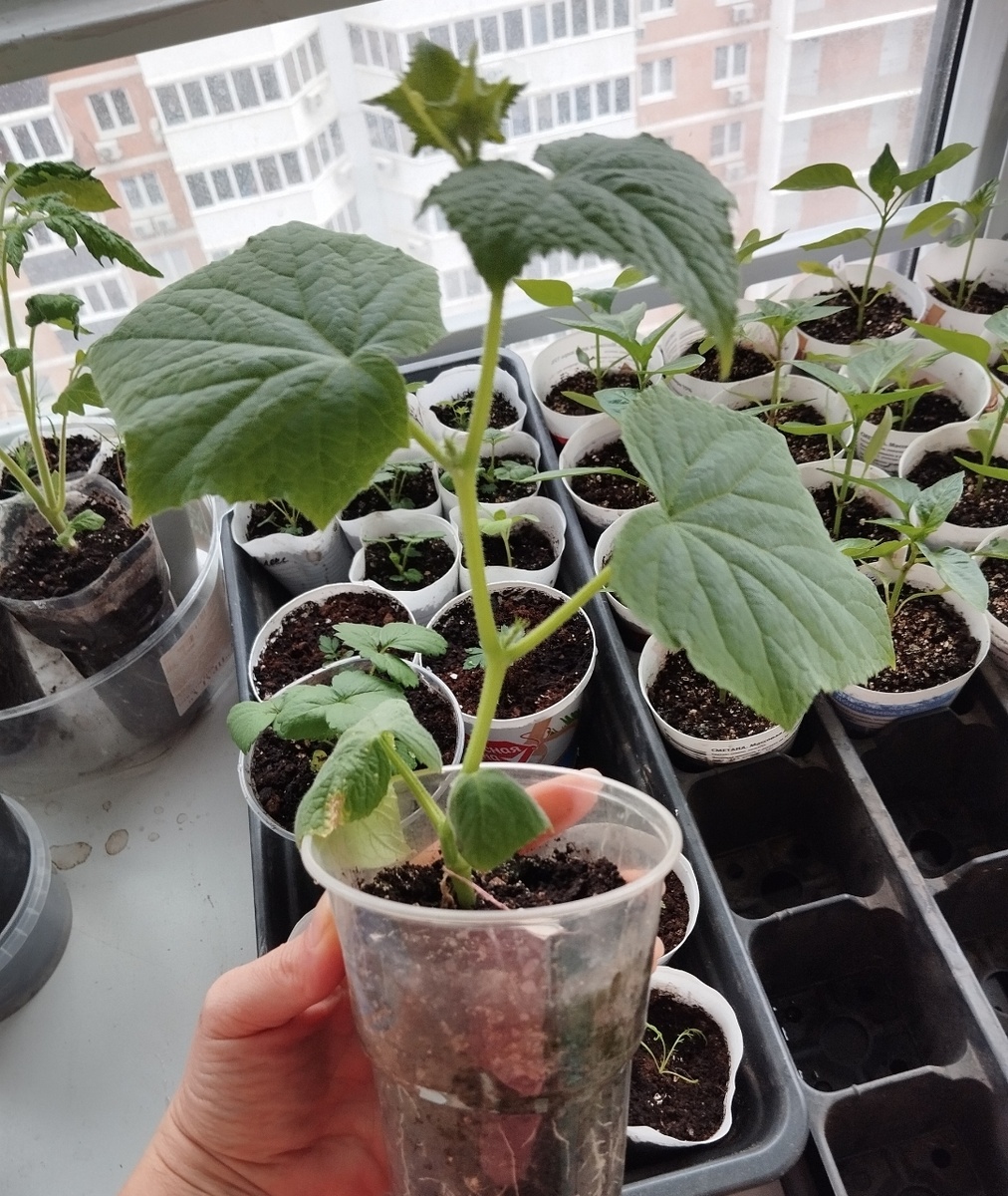 Фото автора статьи: Ворошиловой М. В. 25.04.2025 г. Так отрос реанимационный черенок за 22 дня. 