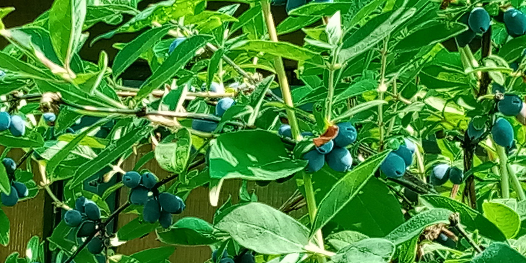 Жимолость порадует вас невероятным урожаем. Подкормки создадут настоящий ягодный конвейер
