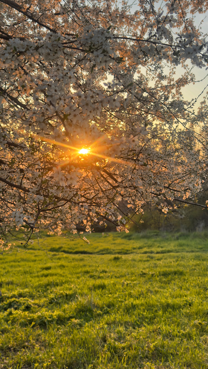 Травы набирают силу 