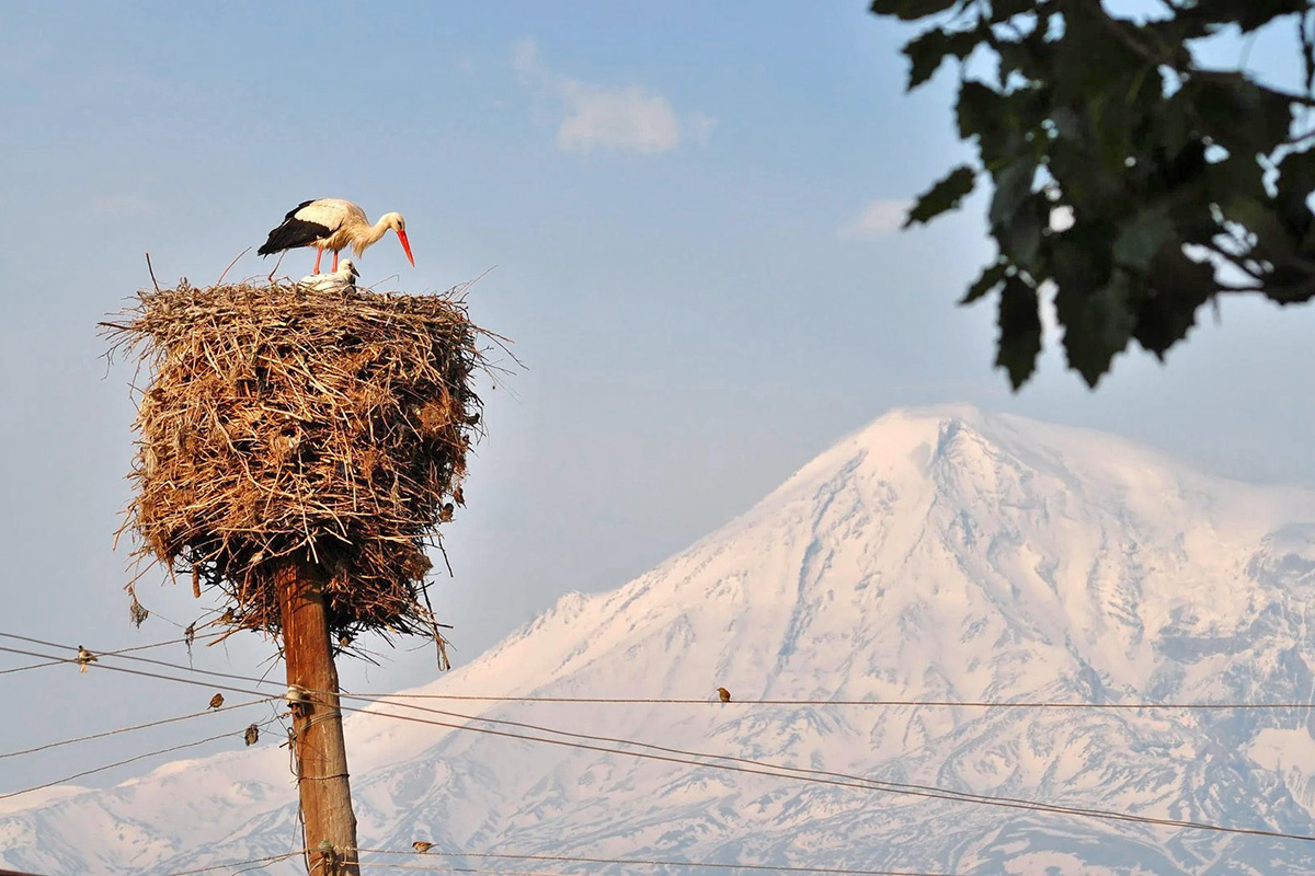Фото с сайта: https://www.armgeo.am/ru/ararat-in-the-palm/