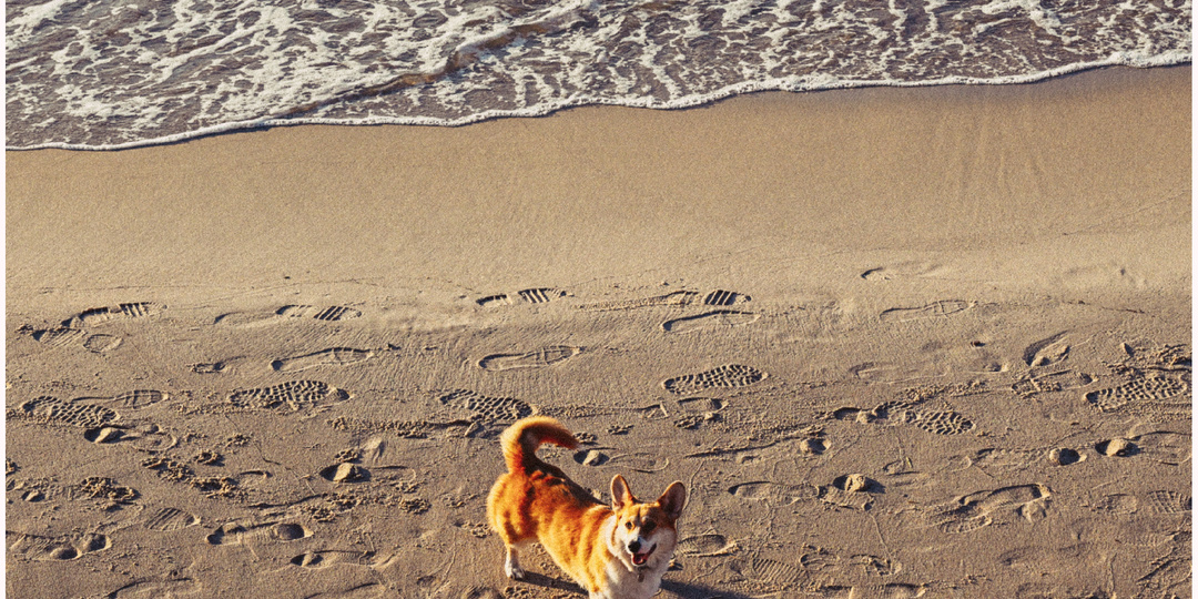 🌊 Почему в Зеленоградске море в столбиках, что такое поющий песок и куда исчезают пляжи? Разбираемся в секретах Балтики