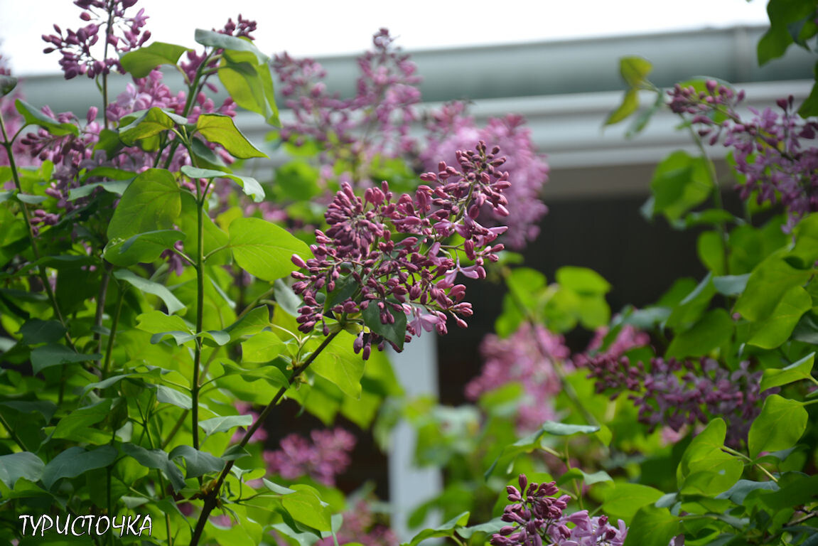Сирень