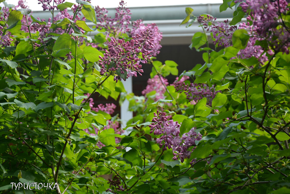 Сирень цветёт