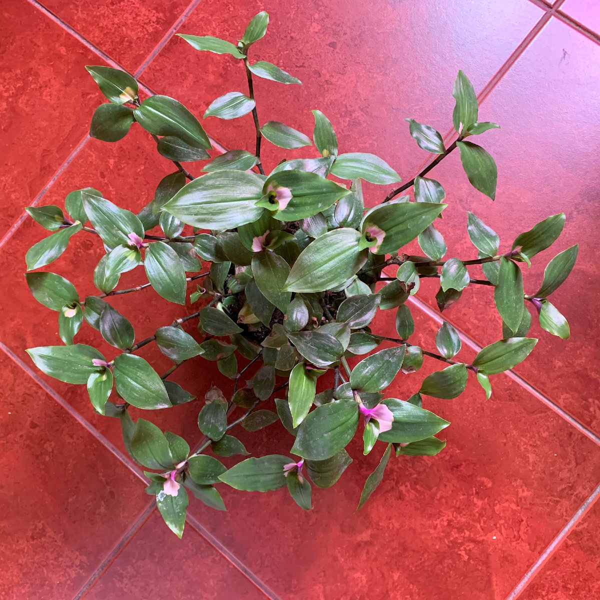 Дождалась я от традесканции цветных листьев, но когда на неё позарилась, таких листьев было в разы больше 