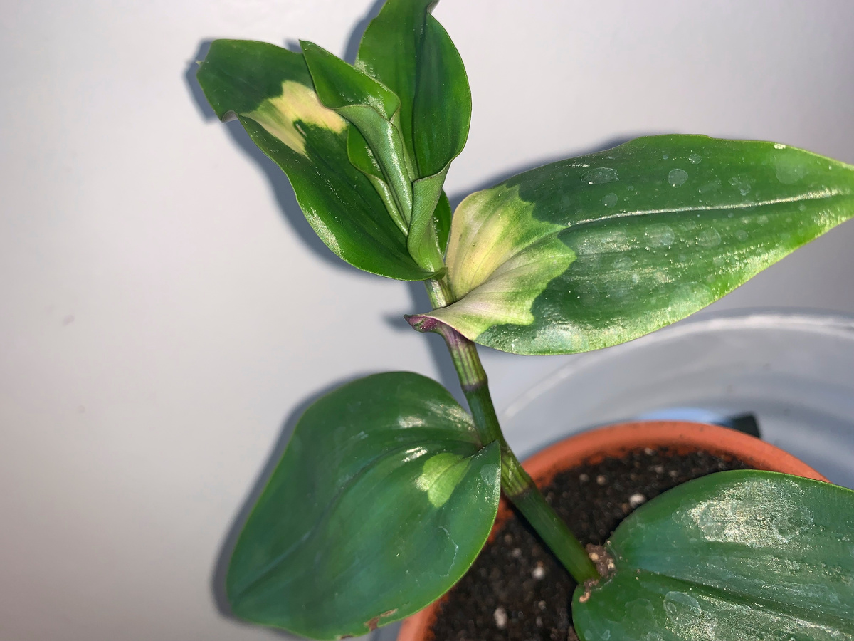 Укоренённый черенок