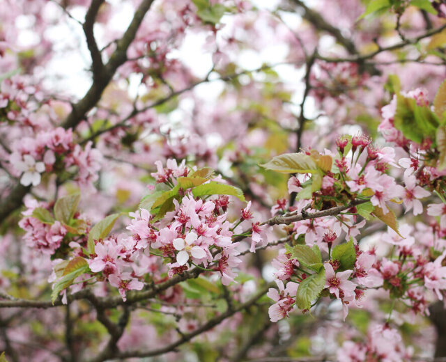 В Ботаническом саду Петра Великого запретили пить саке под сакурой