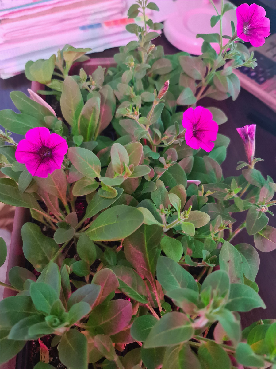 Петуния Шок Вейв Роуз