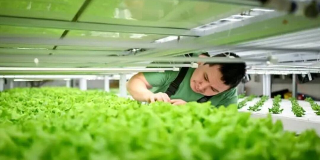 Продал дом, чтобы кормить Гренландию: история создания фермы