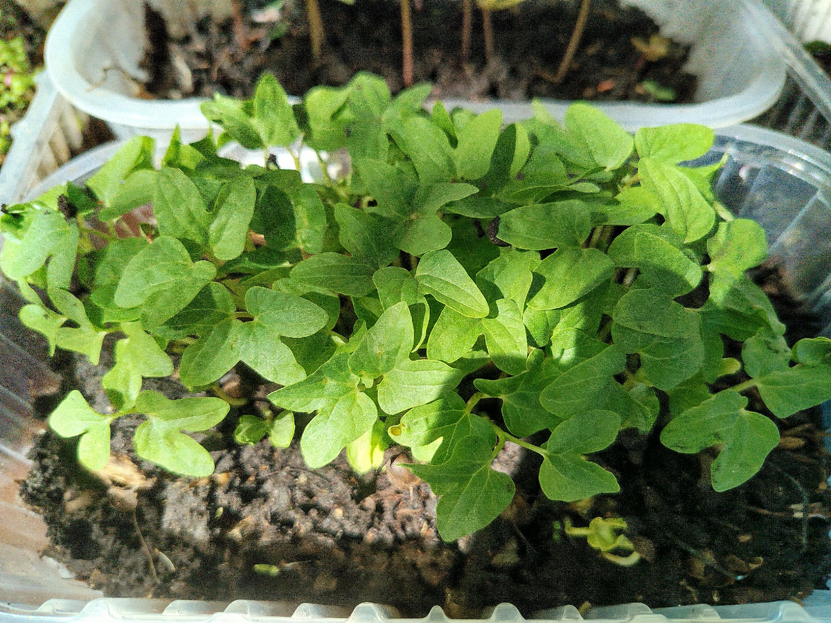 Фото автора. Ипомея "Purpurea" из самосборных семян. Да, зацветёт в конце августа (тоже ей летом слишком жарко у нас), но и цветёт она до ноября. 