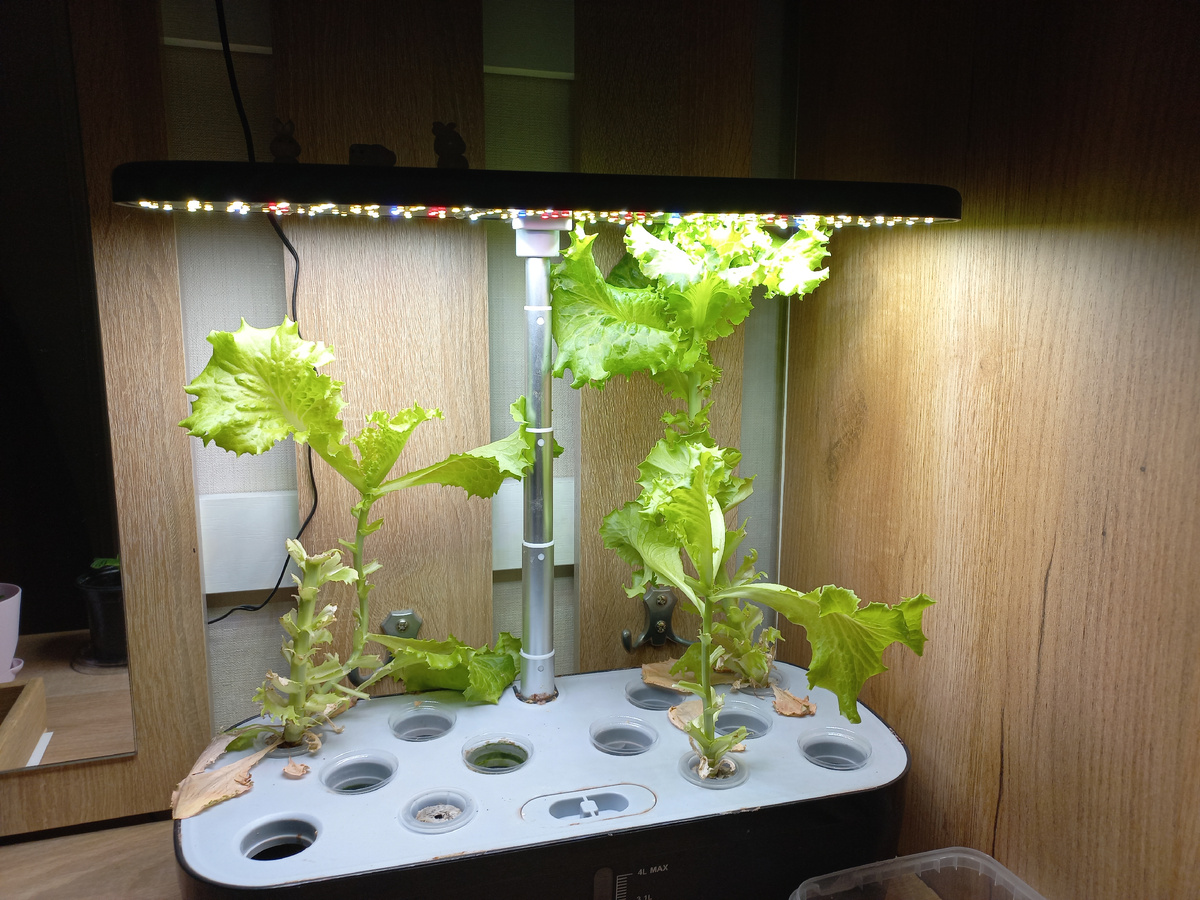 Салат спустя два месяца после посадки. Фото автора.