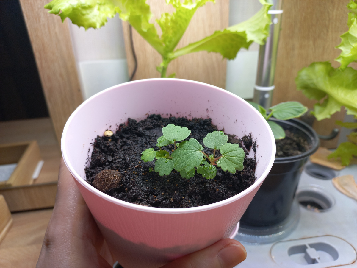 Клубника через 1,5 месяца после посадки. Фото автора.