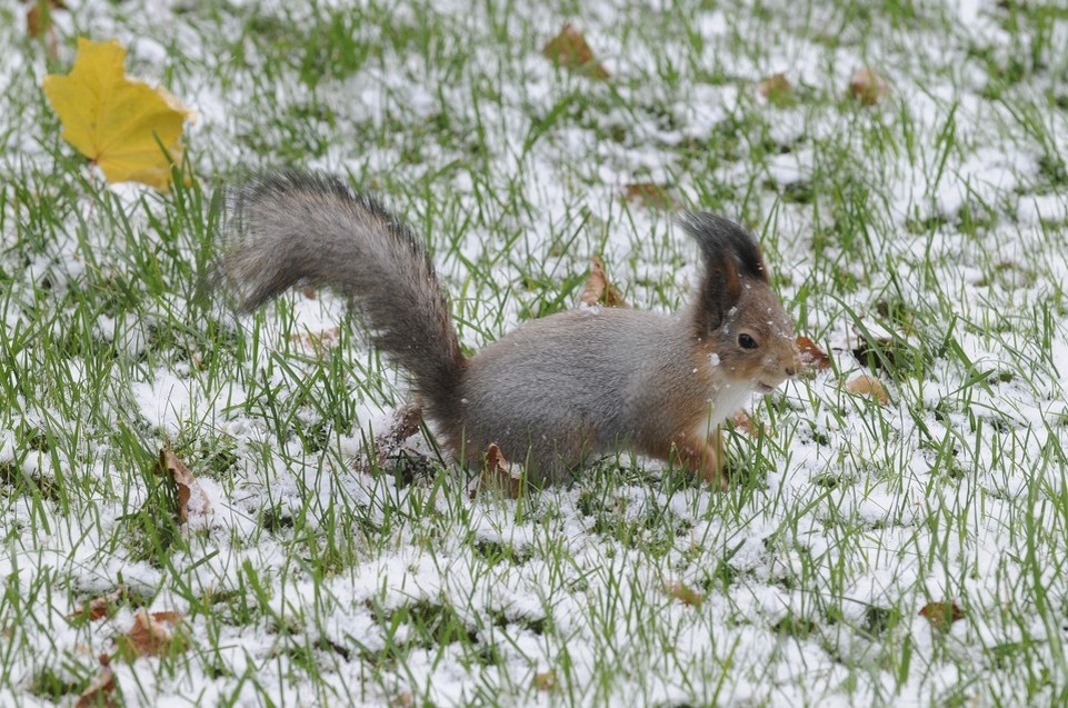    МЧС предупредило нижегородцев о сильном снегопаде 20 апреля Олег РУКАВИЦЫН