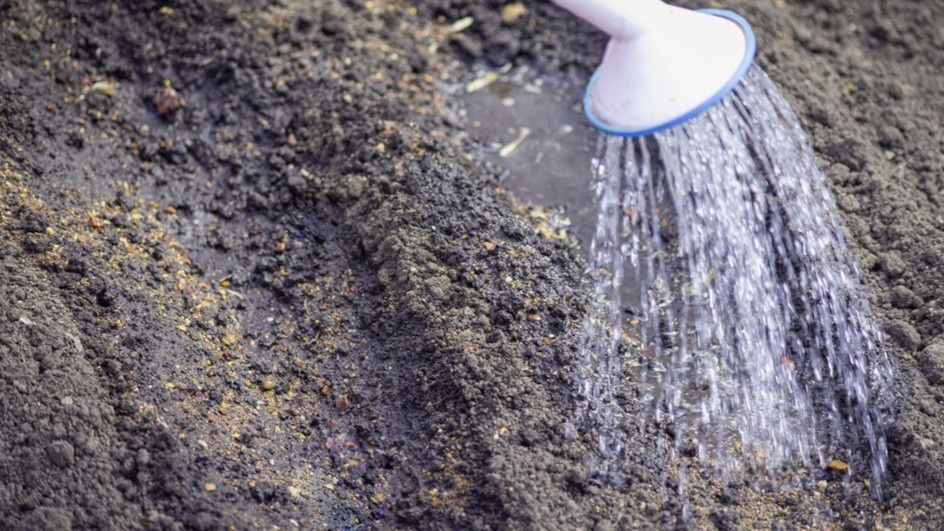 Борозды пролил, дал воде уйти минут 10. Вот в такую землю и сею