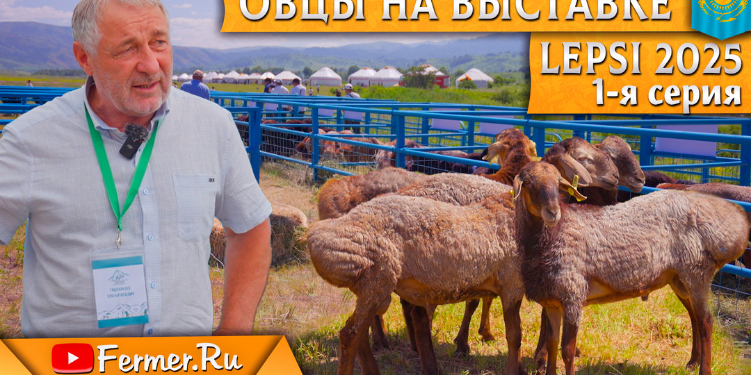 Мясные породы овец: суффолк, дорпер и мериноландшафт, эдильбай на выставке по животноводству Lepsi