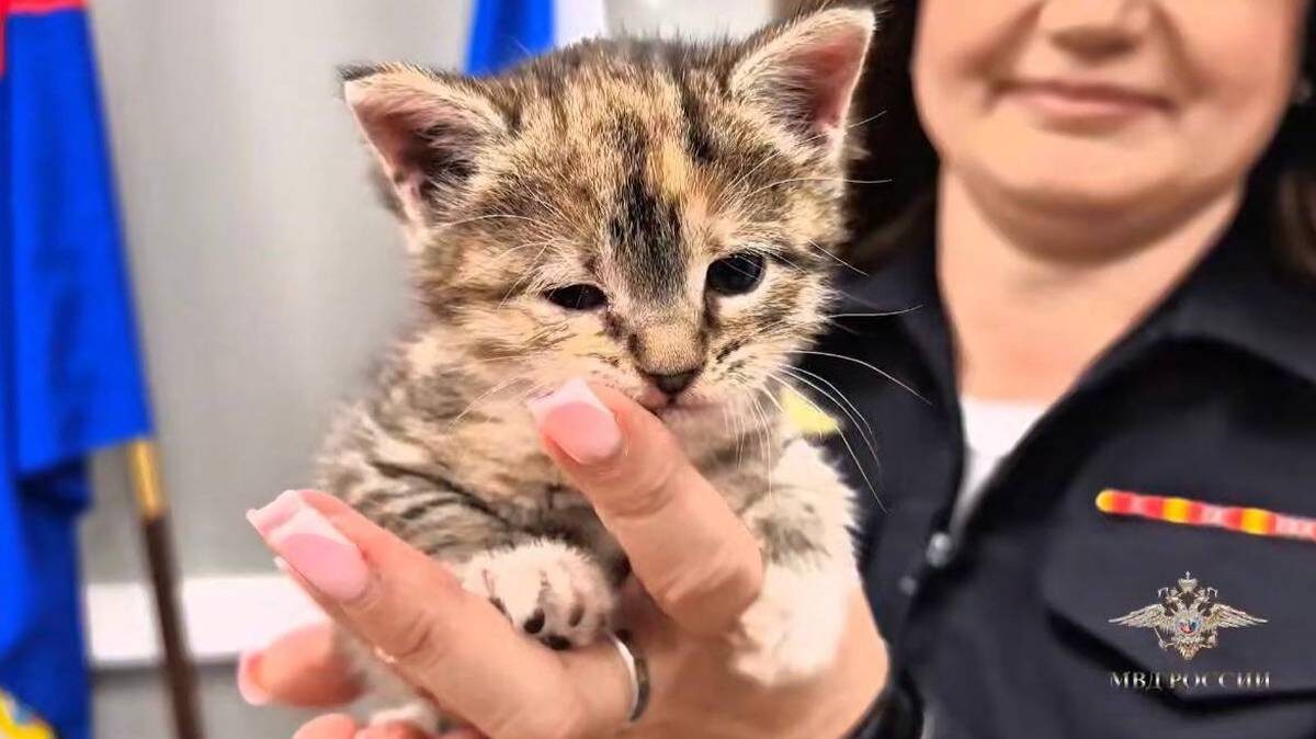    Фото: Скриншот / Ирина Волк / Telegram