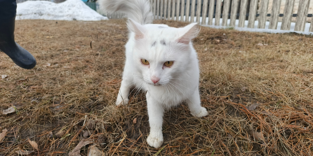 Домашние питомцы-лучшие друзья человека