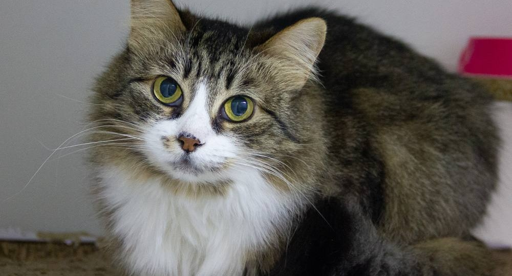 Маруня и Веста - приютские "невидимки". Найдитесь, добрые руки для этих малышек! 😿💔😿