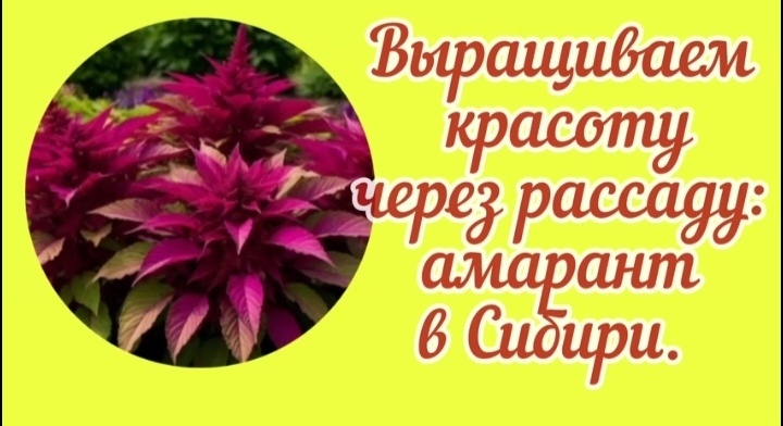 Коллаж автора статьи 