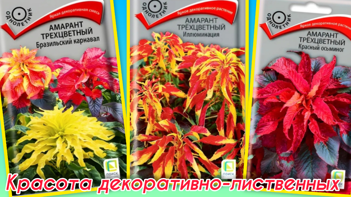 Коллаж автора статьи 