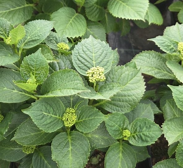 Покажу вам свои отросшие крупнолистные