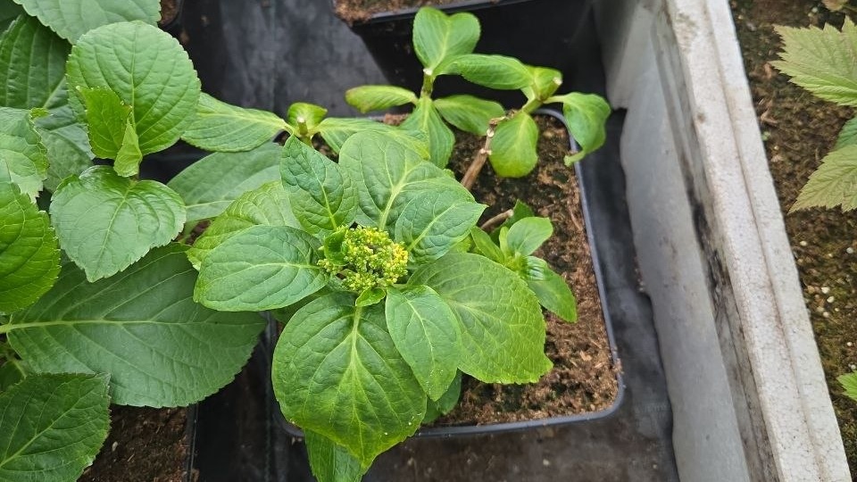 Стеллар Блю