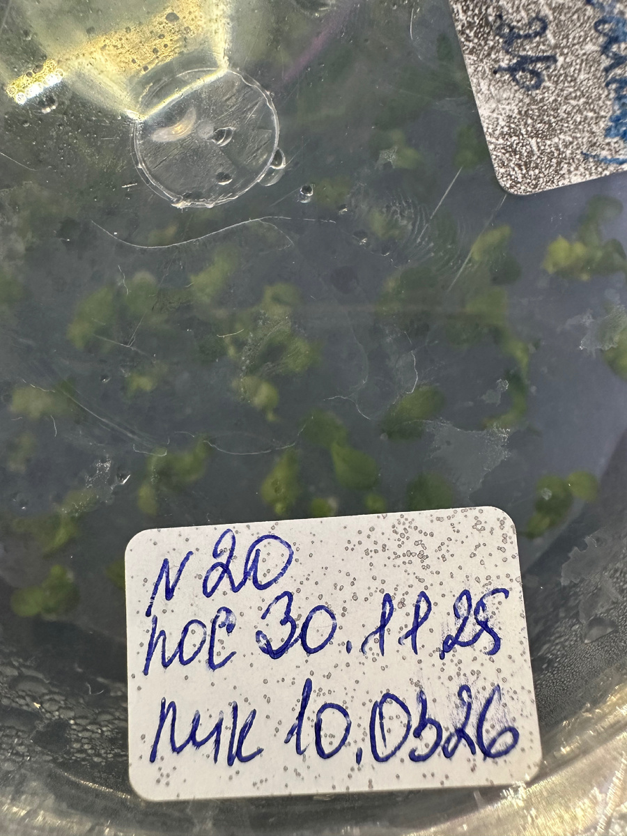 Протокормы