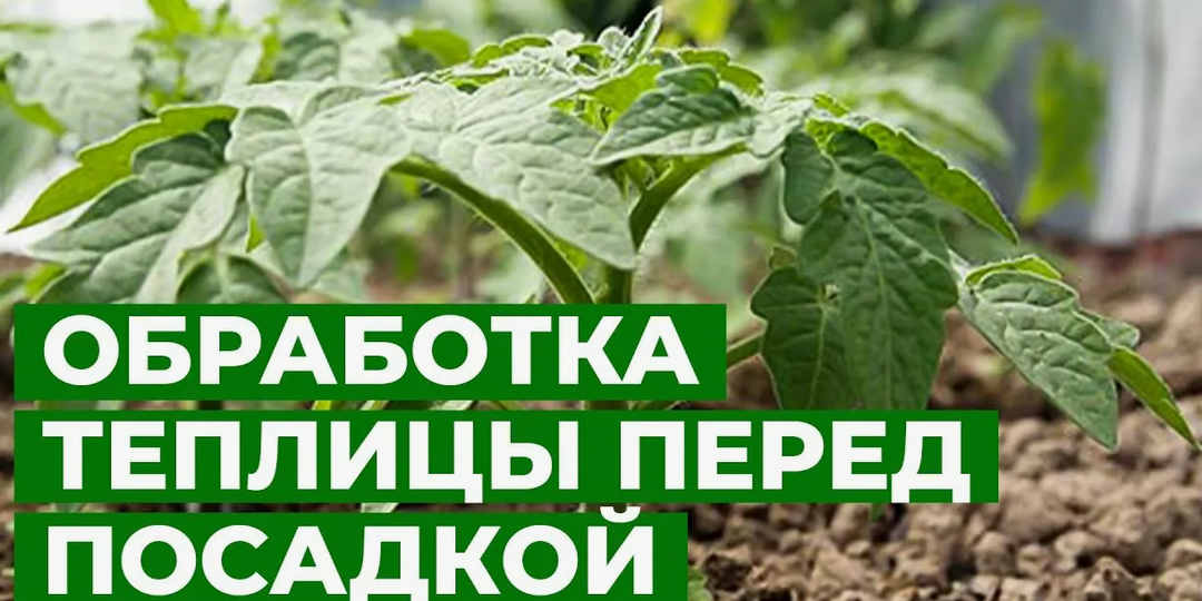 Профилактика болезней в теплице: дезинфекция перед высадкой рассады