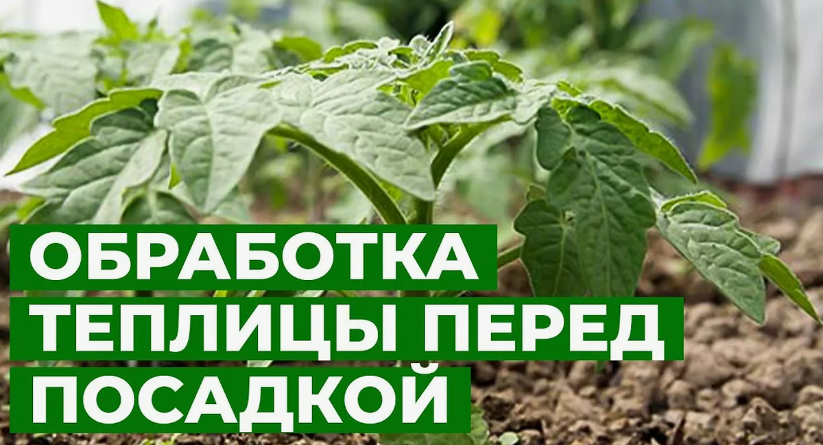 Профилактика болезней в теплице: дезинфекция перед высадкой рассады