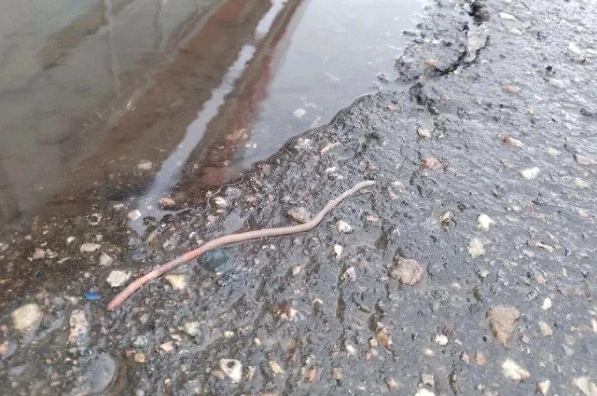    19 апреля в Пензе наблюдается массовое нашествие дождевых червей