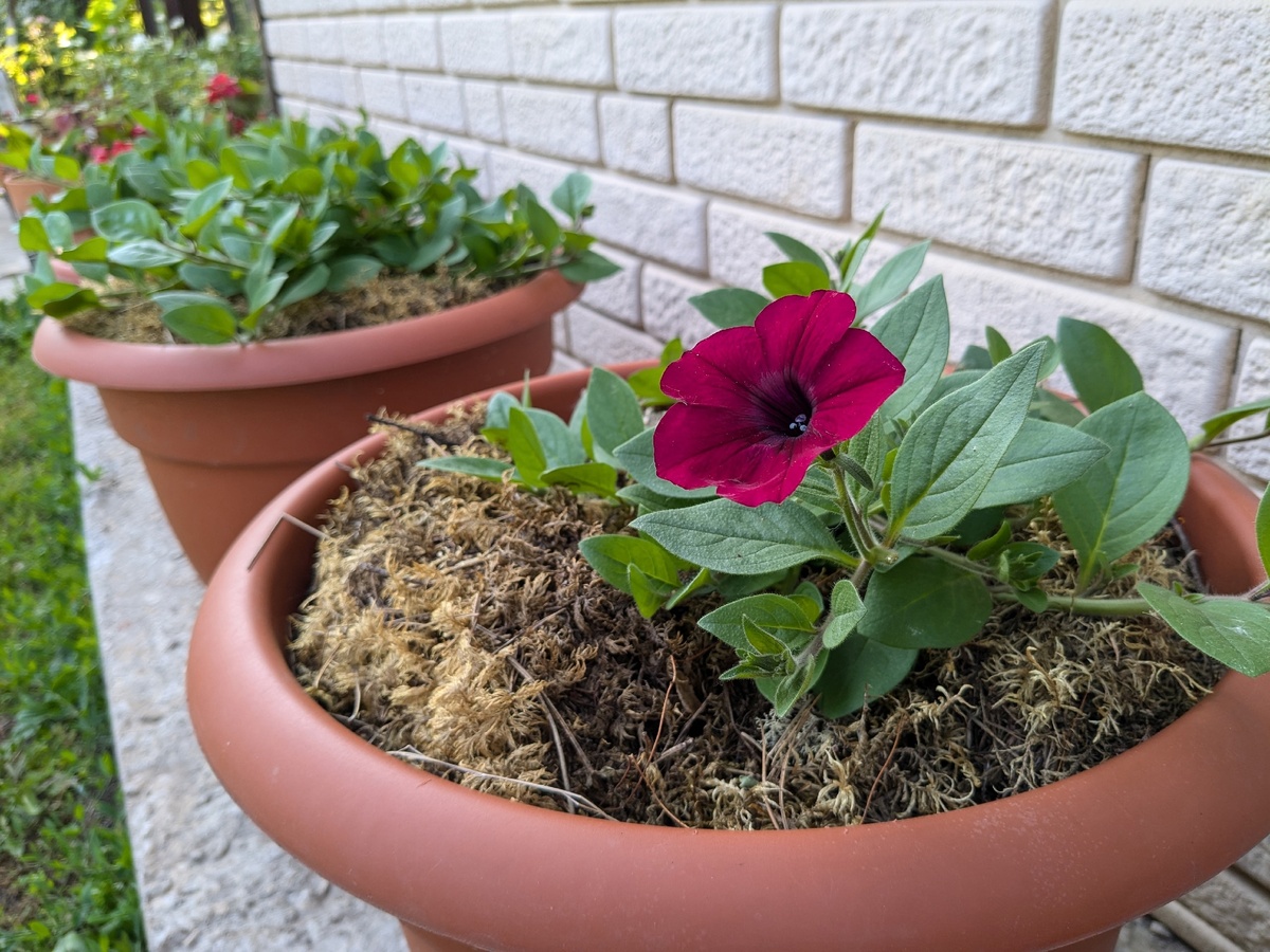 Петуния Tidal Wave Velour Red еще не выросла, а уже цвести начала - непорядок