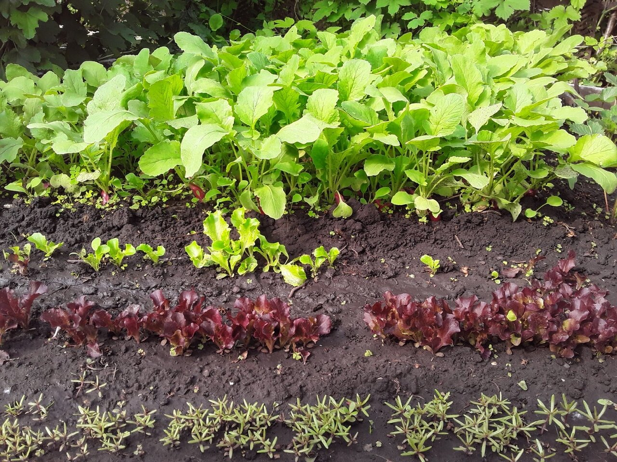 Первый ряд всходов - это портулак