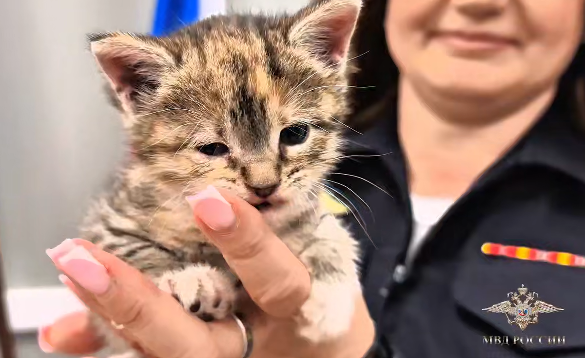     / Источник: © МВД России