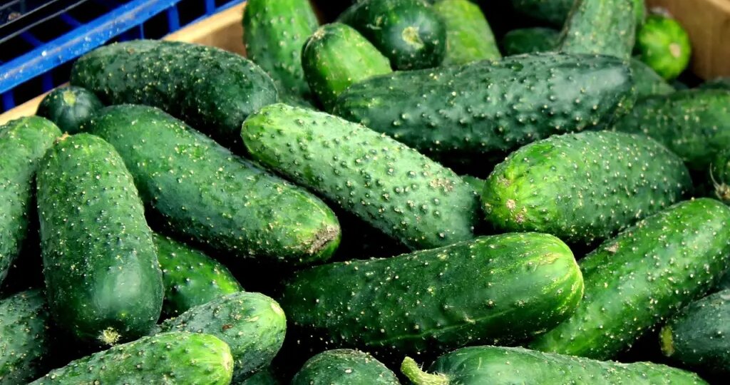 Как получить рекордный урожай сочных огурцов: проверенная техника для мощного роста