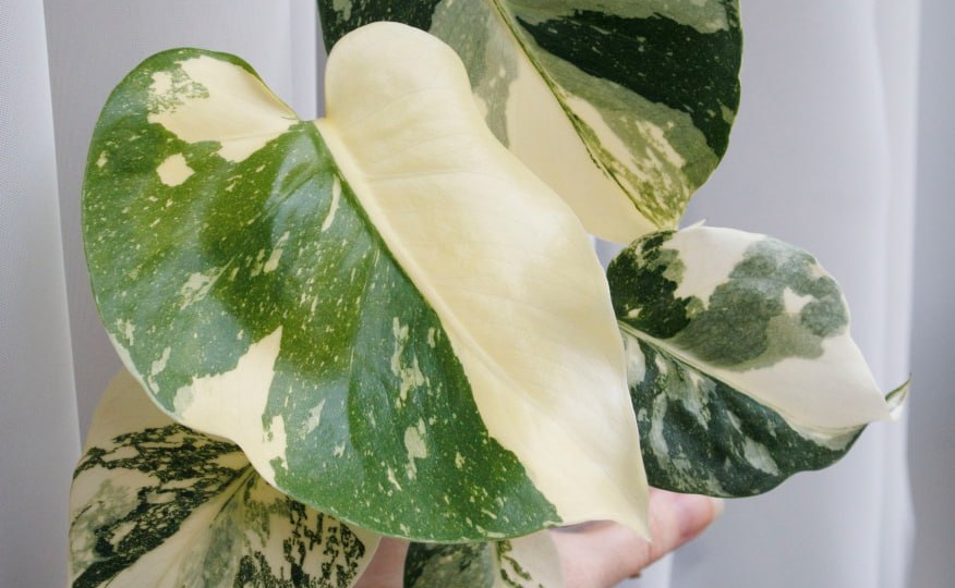 Ну ладно, вот моя будущая надежда) Это тайка из клонов, она больше не крем брюле, как казалось на первых листьях, но вполне себе будет яркой