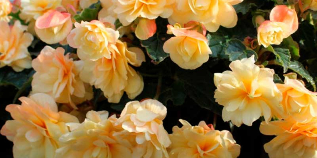 Почему не всходит бегония: проверьте, все ли вы сделали правильно